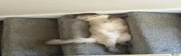 Ragdoll cats for sale: ⭕️Loki⭕️⭕️ - Advert 2