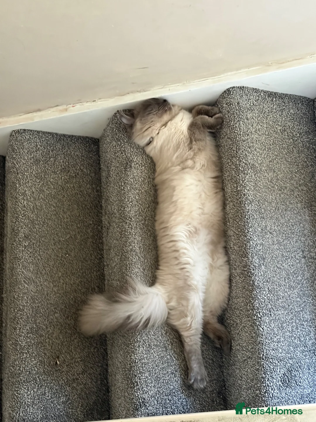 Ragdoll cats for sale: ⭕️Loki⭕️⭕️ - Advert 2