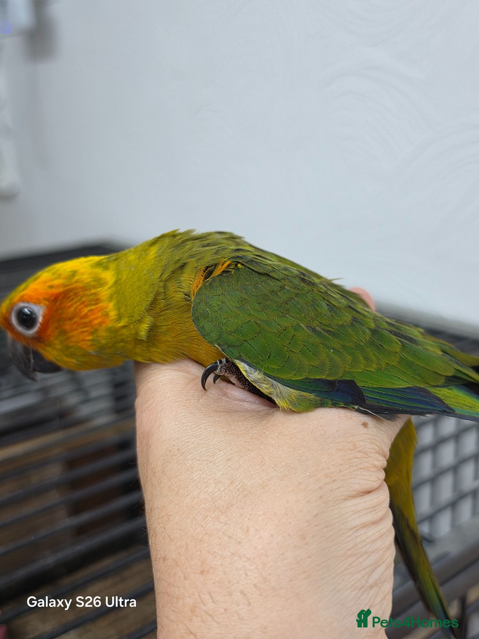 Conures birds Silly Tame hand reared Male Sun Conure with cage - Advert 1