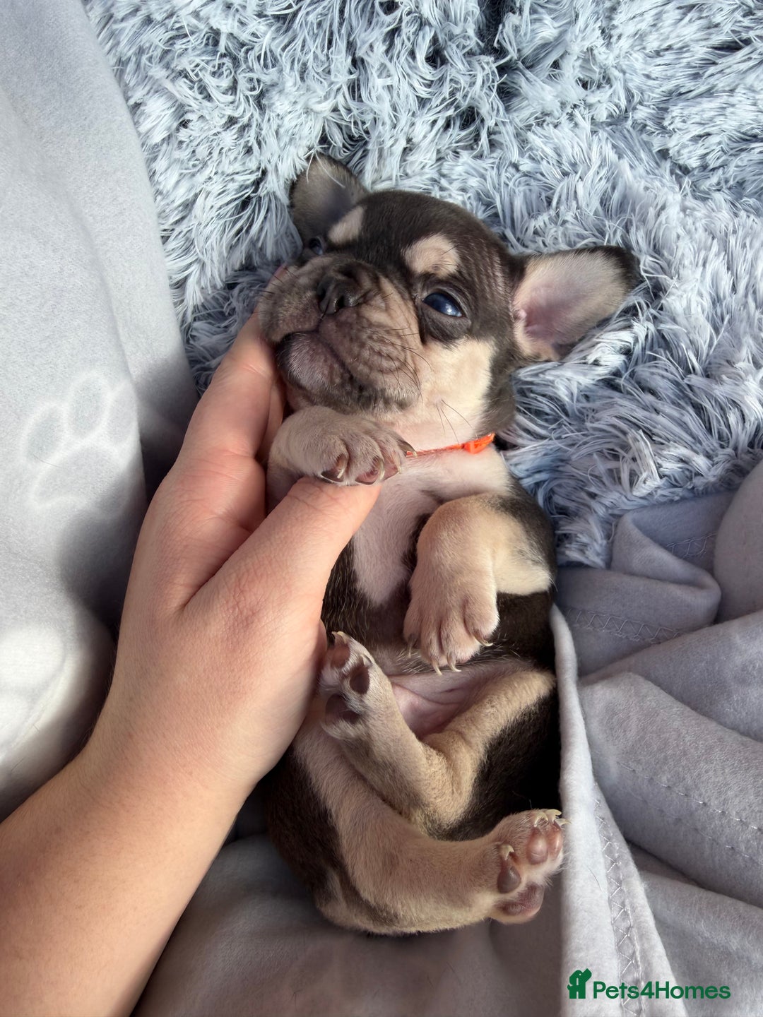 French Bulldog dogs for sale: 7 BEAUTIFUL FRENCHIE PUPPIES FOR SALE 🐾🐶  - Image 17