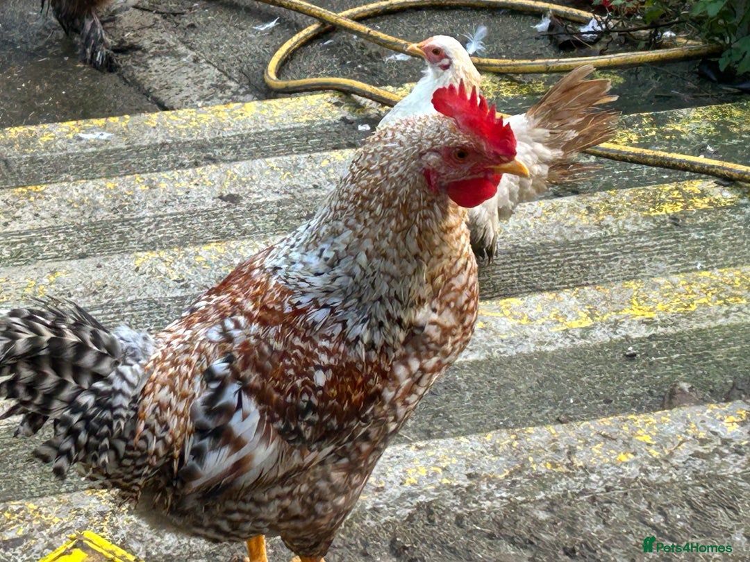Mixed Breed poultry for sale: Mixed poultry!  - Advert 2