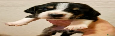 Mixed Breed Puppy 4
