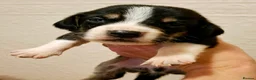 Mixed Breed dogs for sale: Beautiful Corgi cross basset pups 🐾 - Advert 4