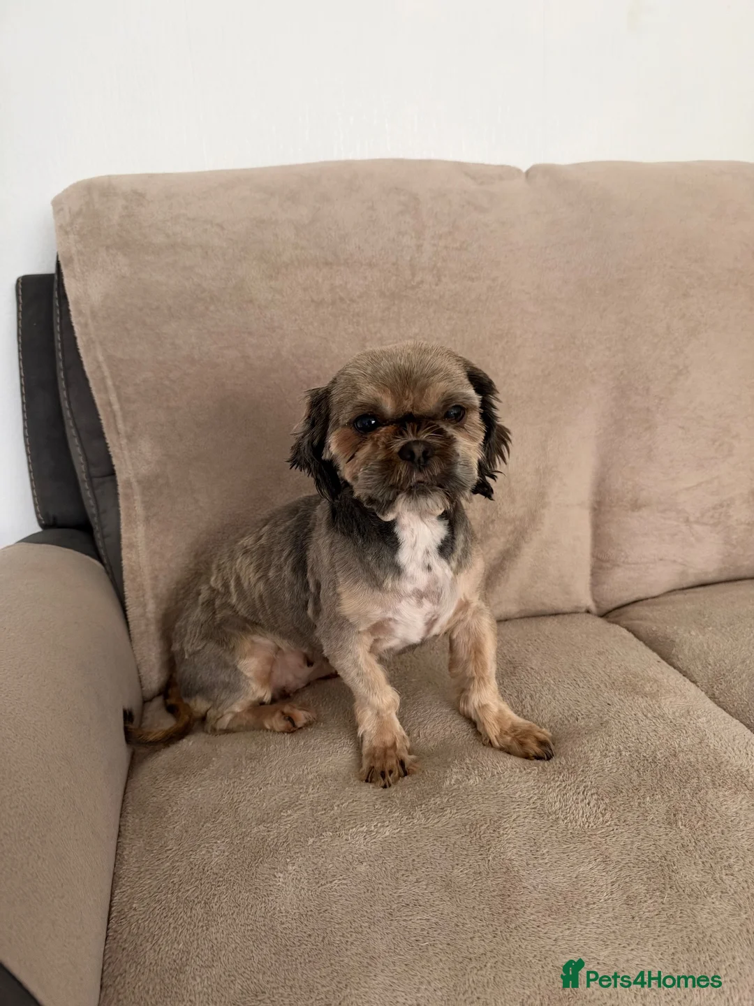 Shih Tzu dogs for sale:  4, 3 years of age Shih Tzu’s  - Advert 2
