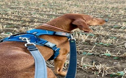 Segugio Italiano dogs for adoption: Duffy – 3 yr old boy, Striking Segugio Italiano X - Image 9