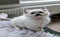 Ragdoll cats for sale: Last Gorgeous Ragdoll kitten - Image 7