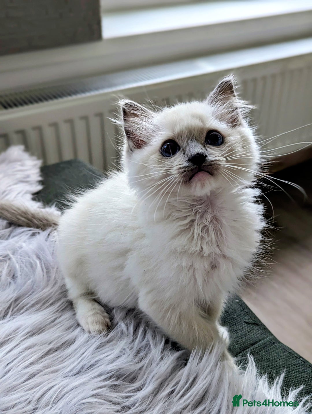 Ragdoll cats for sale: Last Gorgeous Ragdoll kitten - Image 7