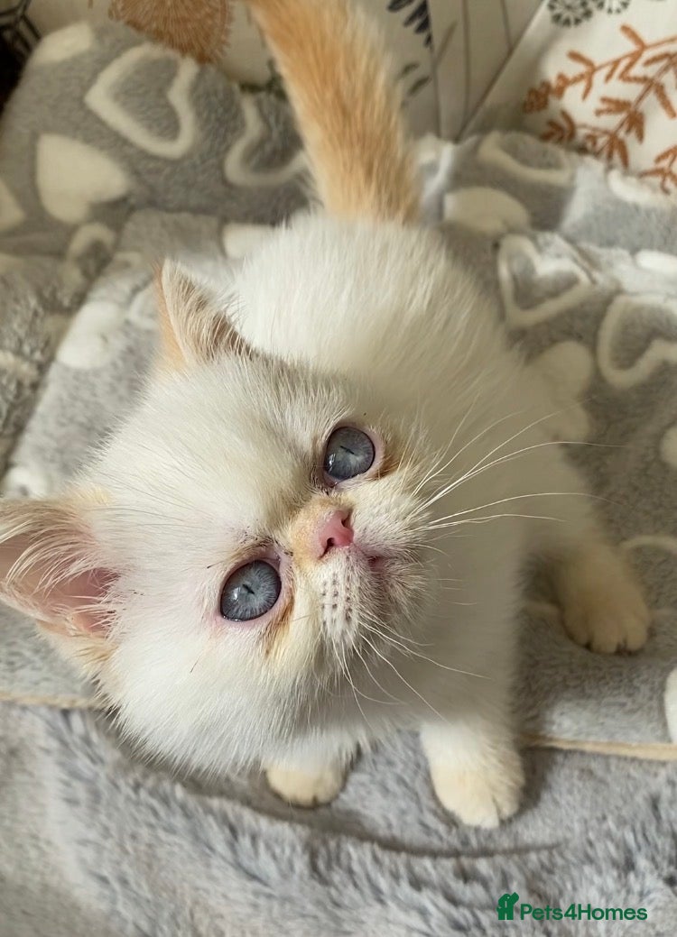 Exotic cats GCCF Registered Colour Point Kittens £950 - Advert 15