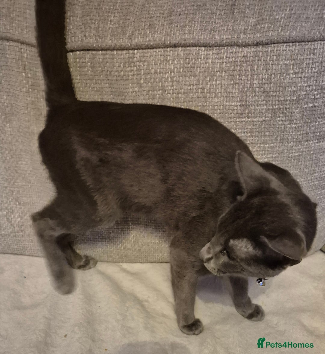 Oriental cats for sale: Beautiful blue/gray oriental kittens - Advert 5