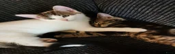 Mixed Breed cats for sale: 5 Beautiful Kittens need loving home - Advert 8