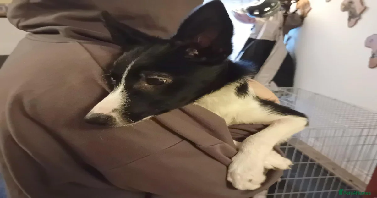 Puppies for sale in Stirling | Pets4Homes