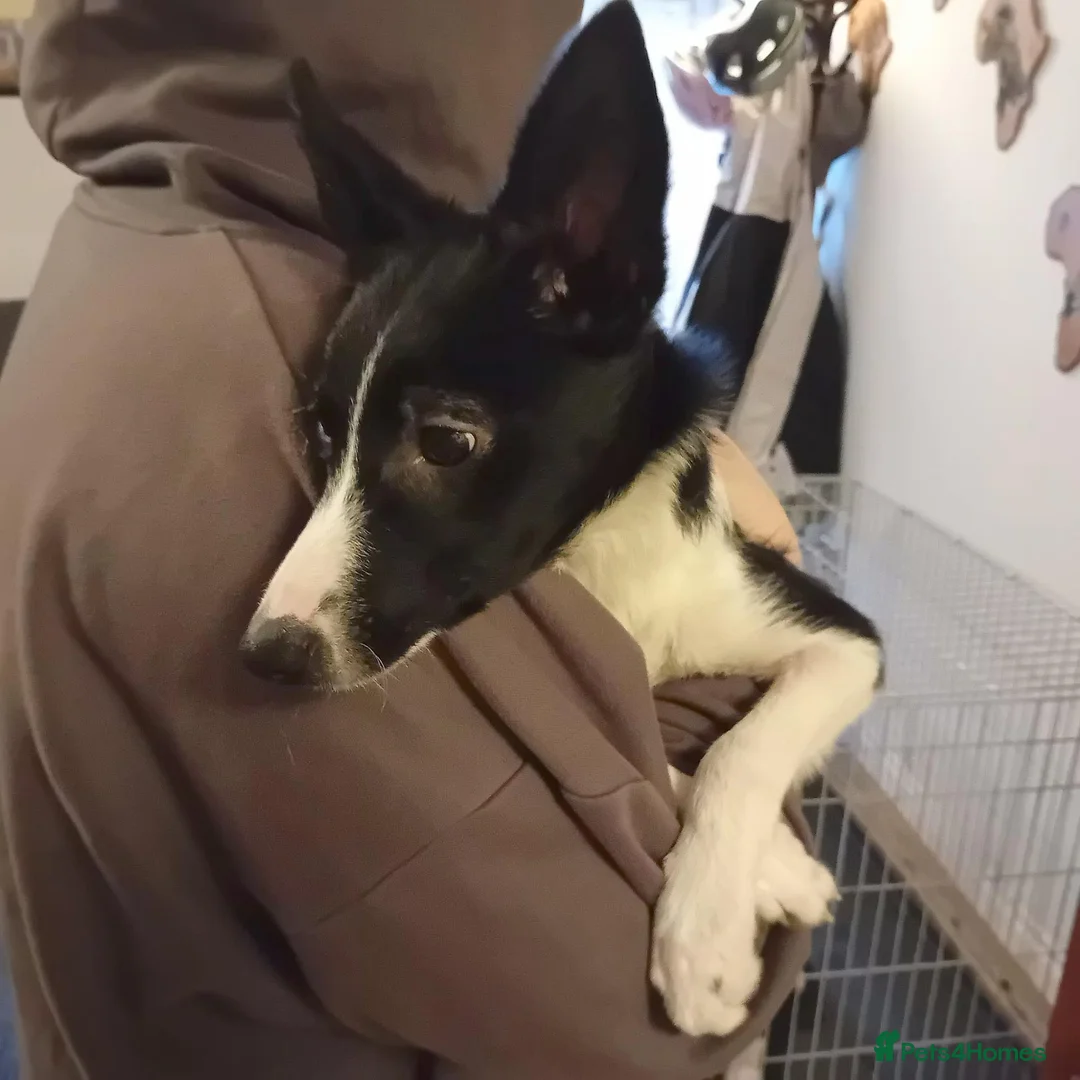 Border Collie dogs for sale: Jasmine Affectionate Young Border Collie - Advert 1