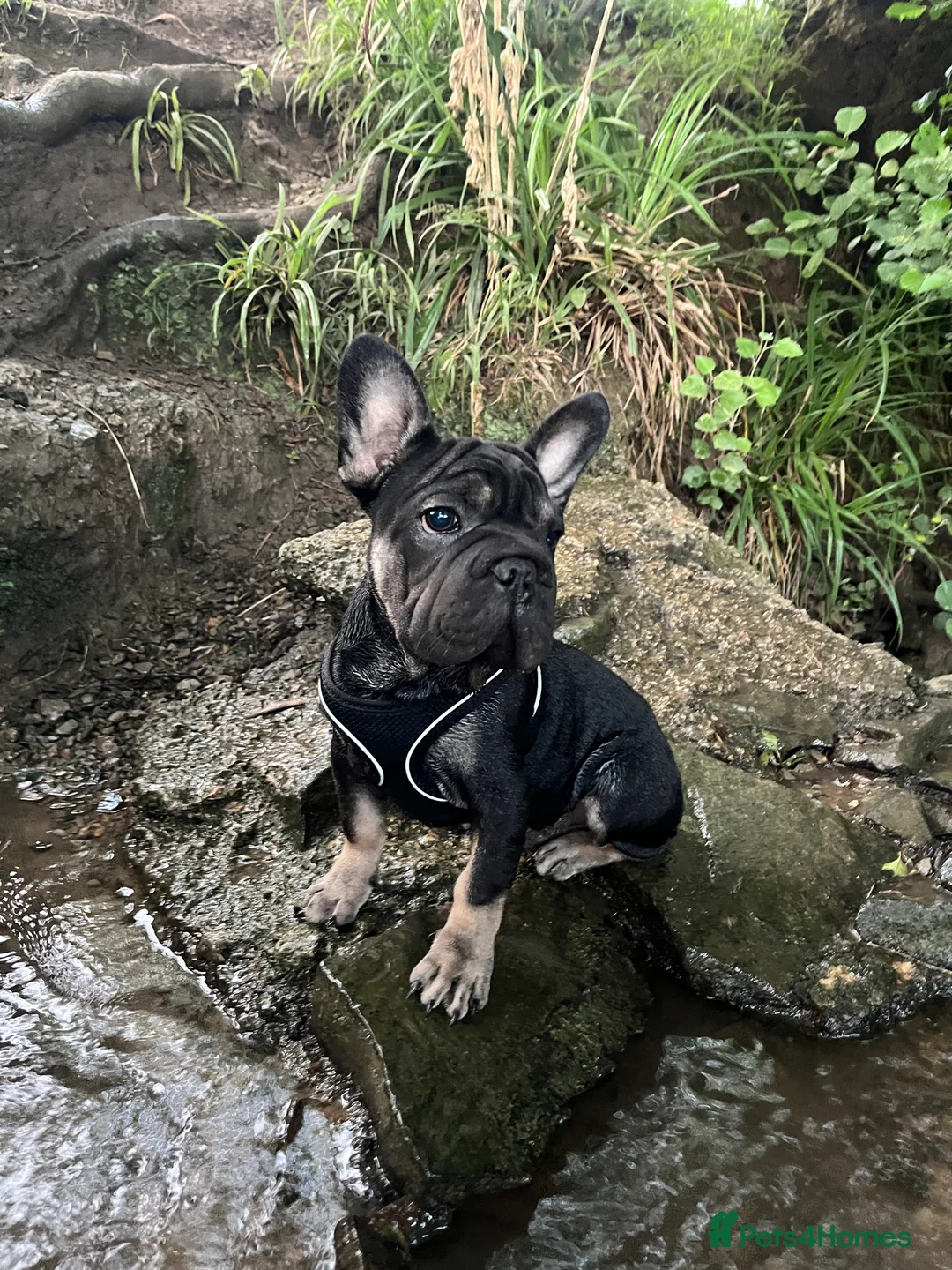 French Bulldog dogs for sale: French Bulldog Tyson, Adoption ❤️ - Advert 2