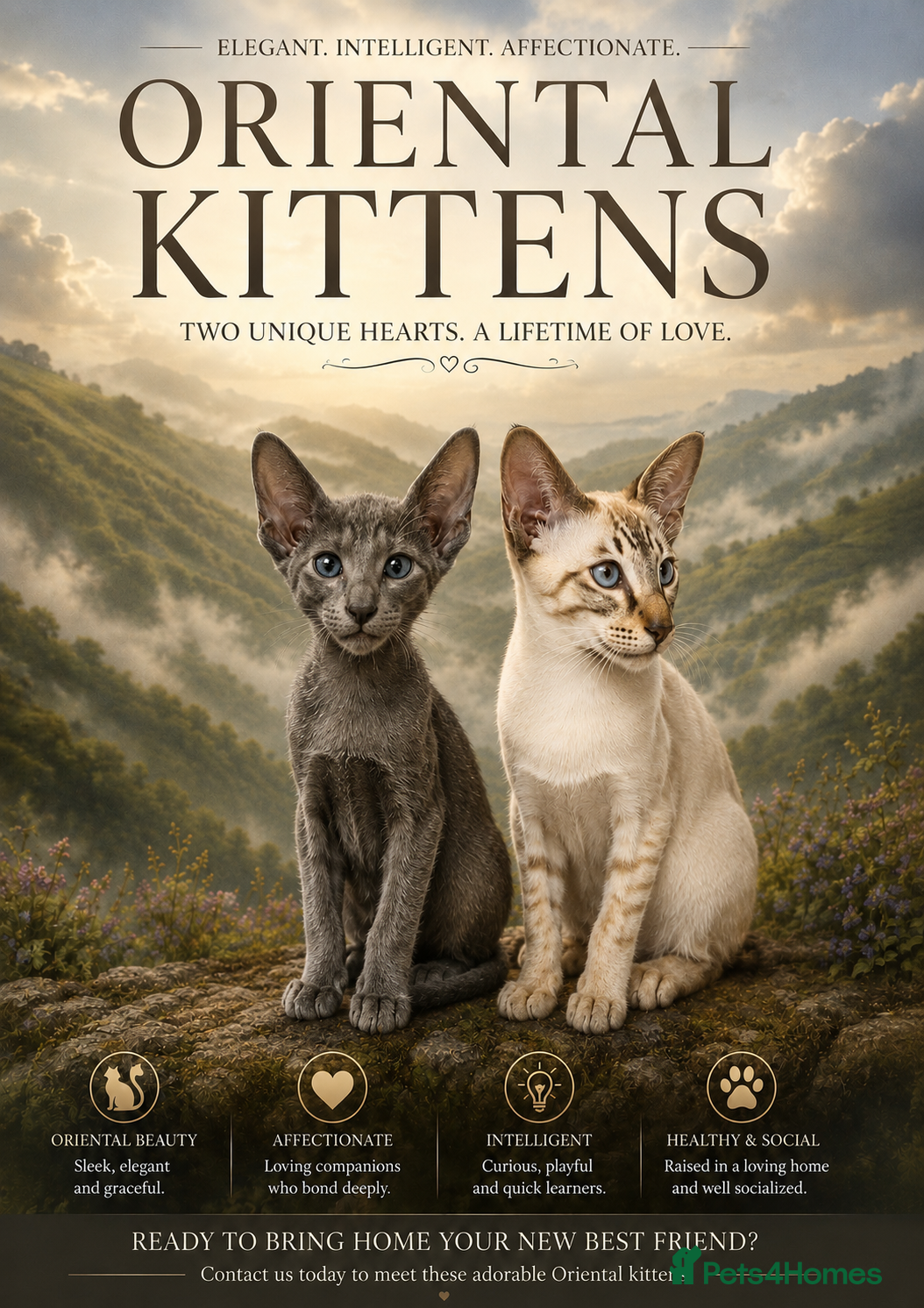 Oriental cats Supreme pedigree GCCF registered oriental kittens - Advert 12