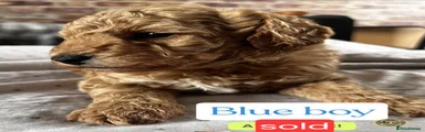 Miniature Poodle 2