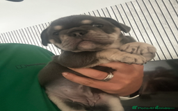 French Bulldog dogs for sale: Beautiful British x French bulldog Puppies - Image 11