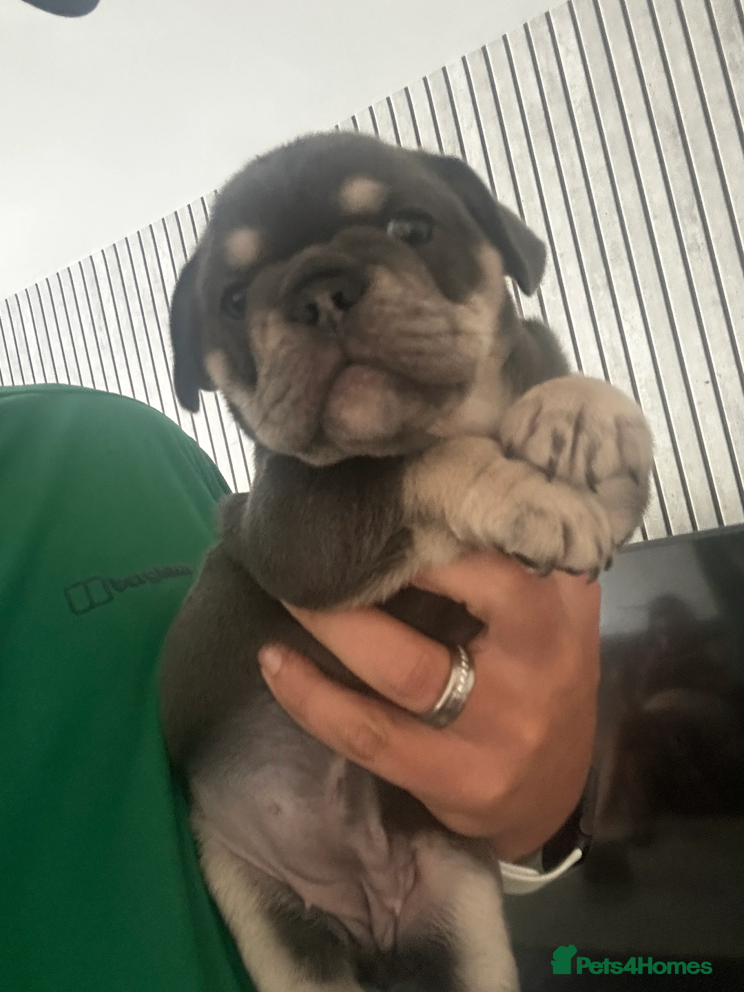 French Bulldog dogs for sale: Beautiful British x French bulldog Puppies - Image 11