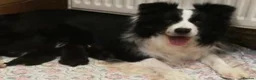 Border Collie dogs for sale: border collie puppies - Advert 1
