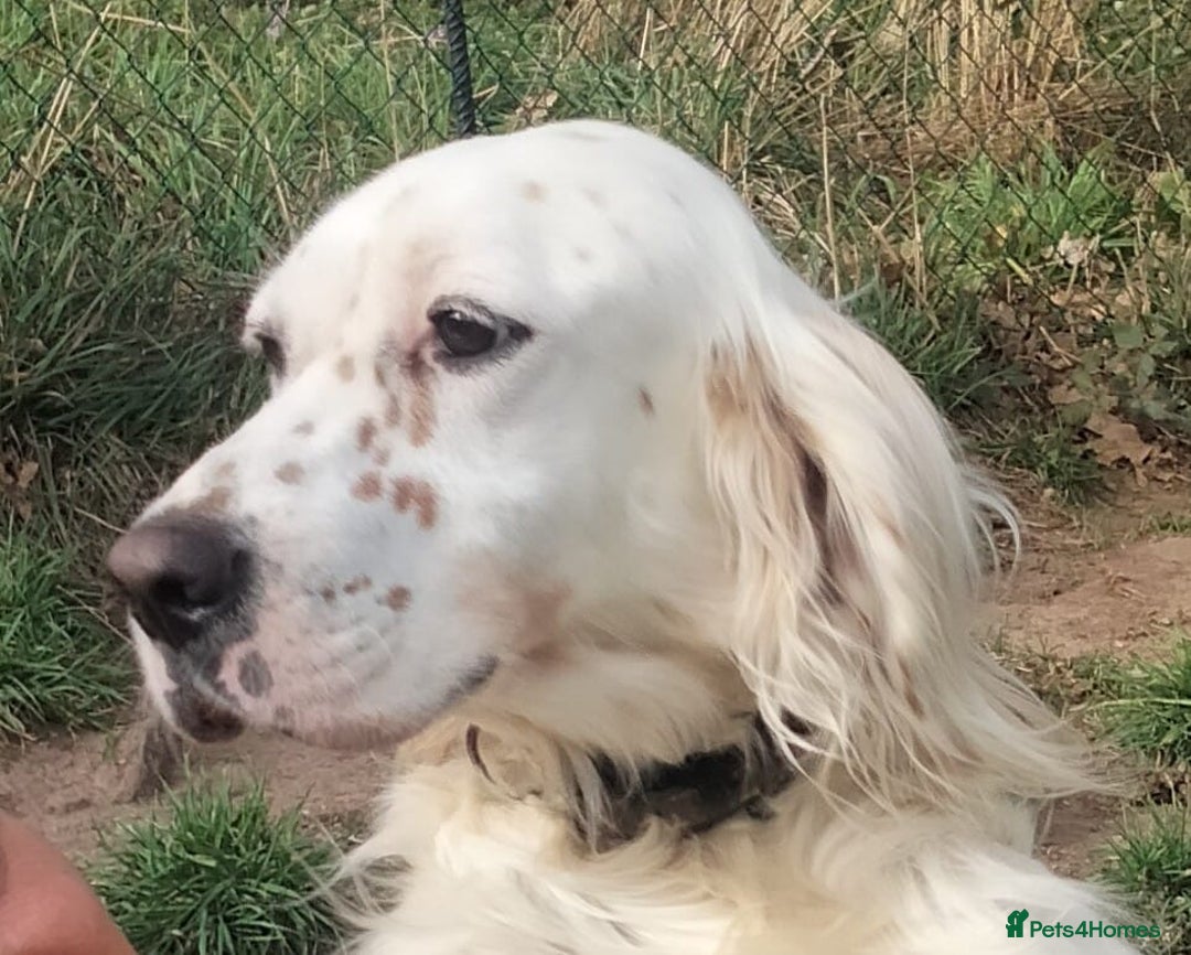 English Setter dogs for adoption: Dana  - Advert 2