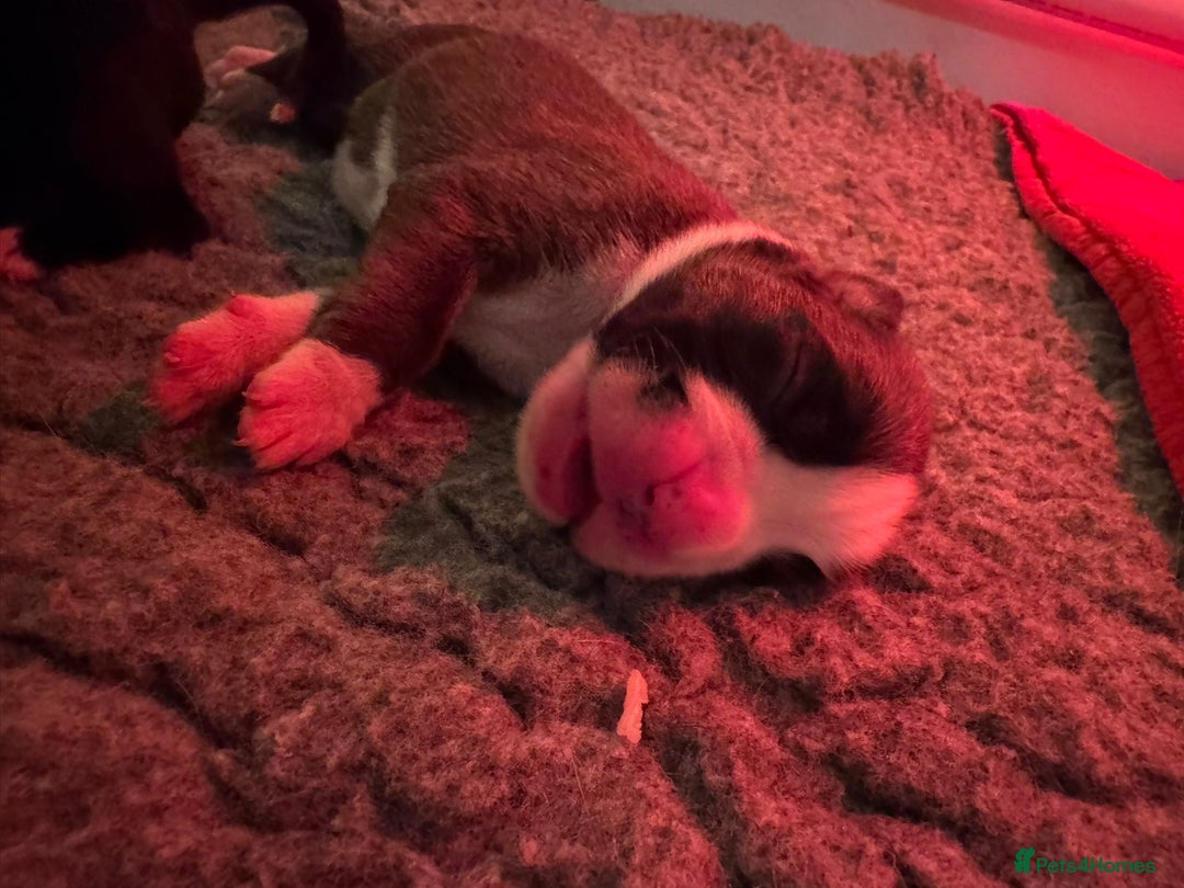 Boxer dogs for sale: ⭐️ HEALTH CHECKED KC REG ⭐️ - Advert 3