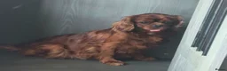 Cavapoo dogs for sale: F1 cavapoos ready to reserve - Advert 3