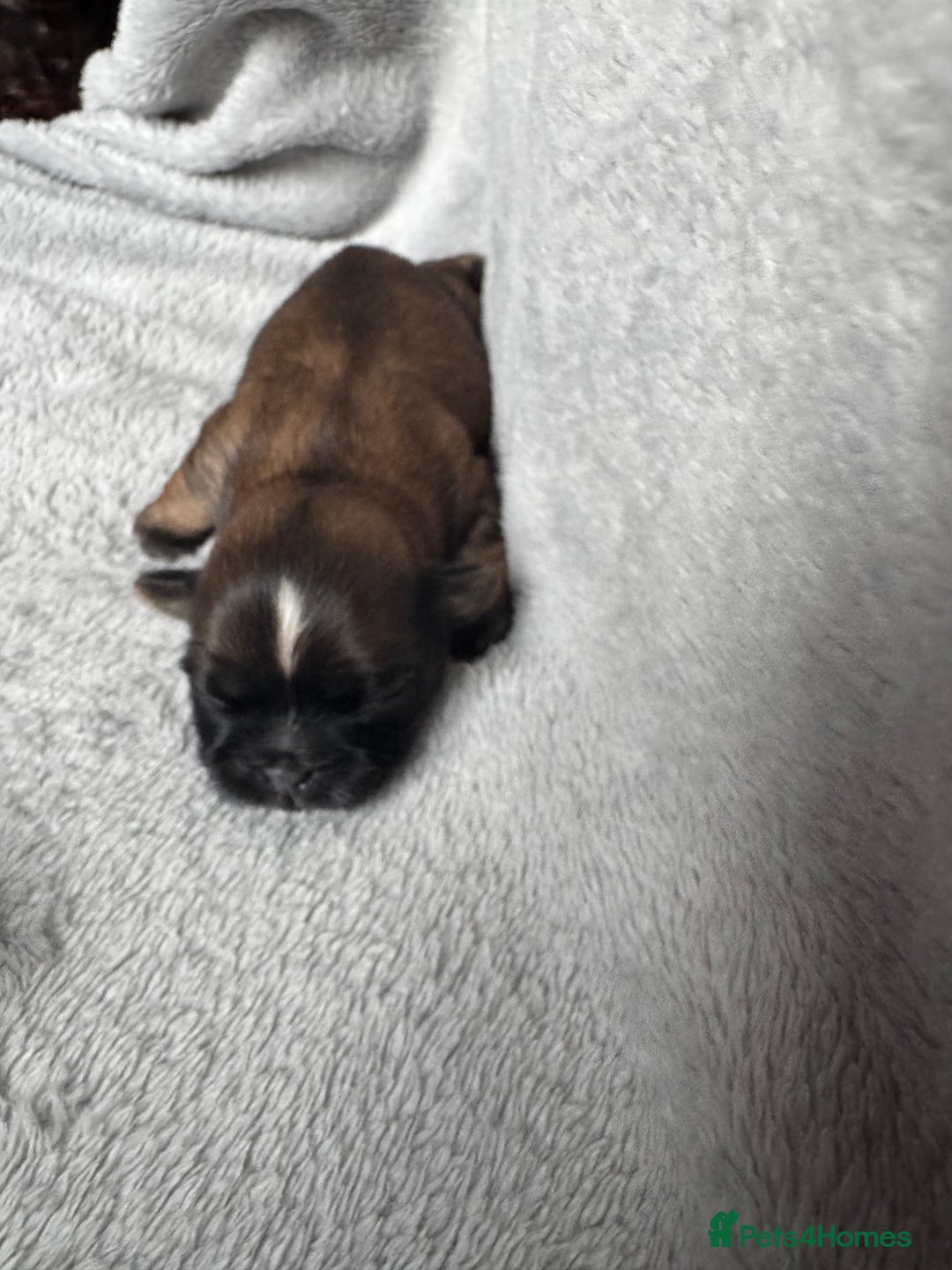 Shih Tzu dogs for sale: NEW Beautiful shih tzu puppies!!  - Image 8