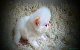 Persian cats for sale: Beautiful and Rare Purebred Persian Kittens - Image 21
