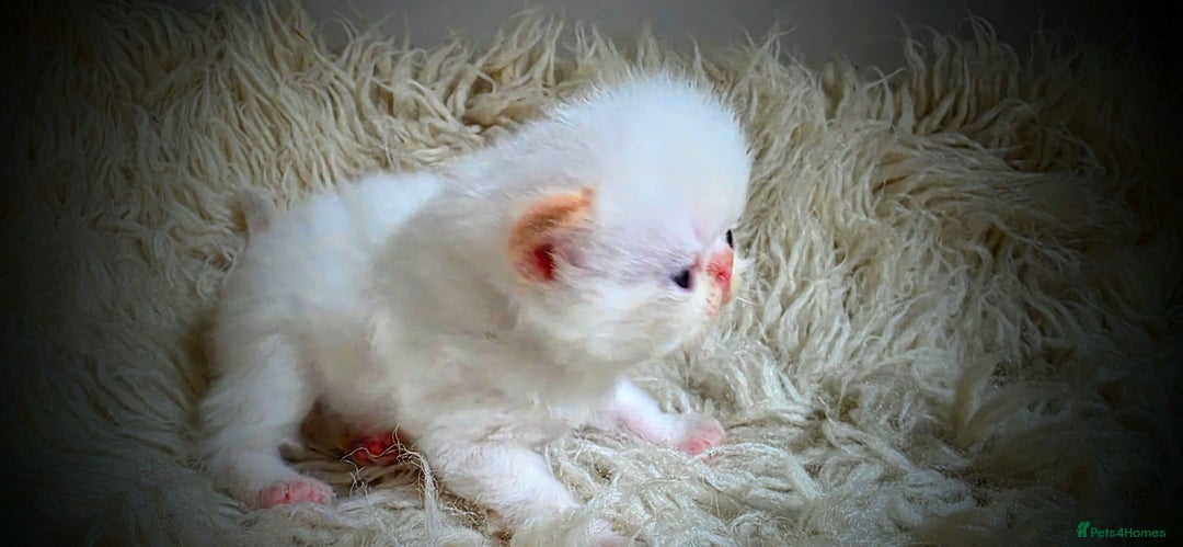 Persian cats for sale: Beautiful and Rare Purebred Persian Kittens - Image 21