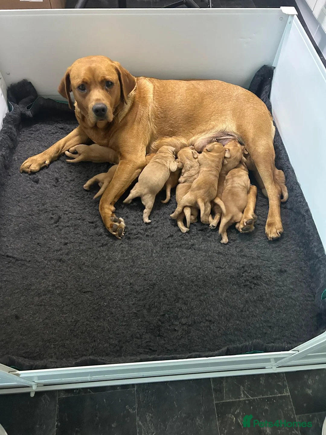 Labrador Retriever dogs for sale: 9 Fox Red Labrador Puppies - Advert 4