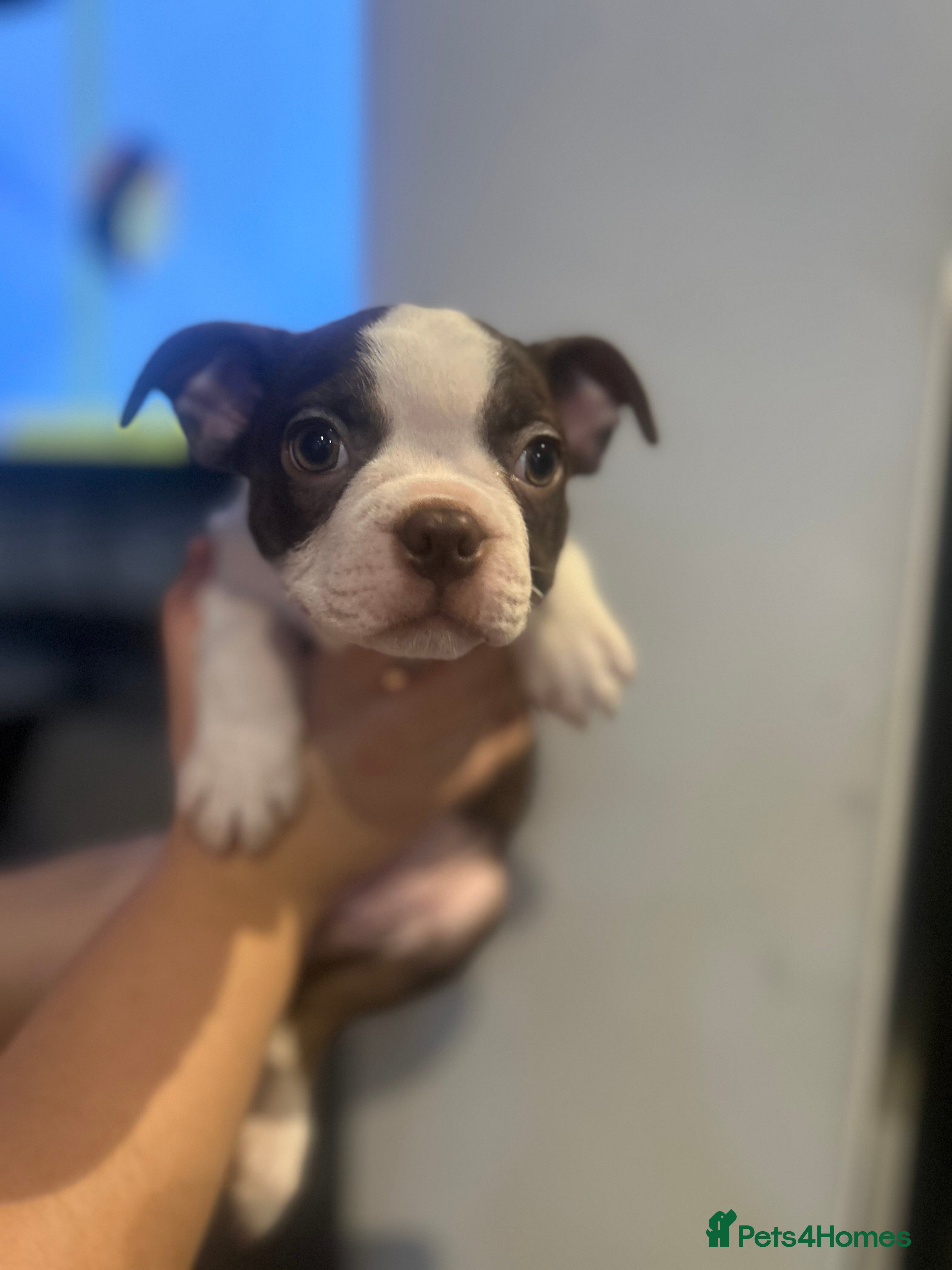 Boston Terrier dogs Kc reg boston terriers - Advert 16