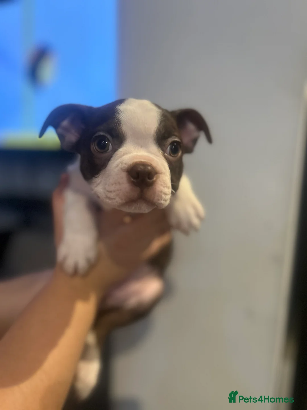 Boston Terrier dogs for sale: Kc reg boston terriers - Advert 2