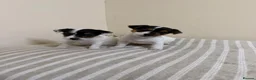 Jack Russell dogs for sale: Minature jack russells in Coventry - Advert 6