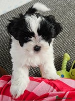 Shih Tzu dogs - Advert 8