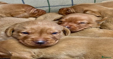 Labrador Retriever dogs - Advert 3