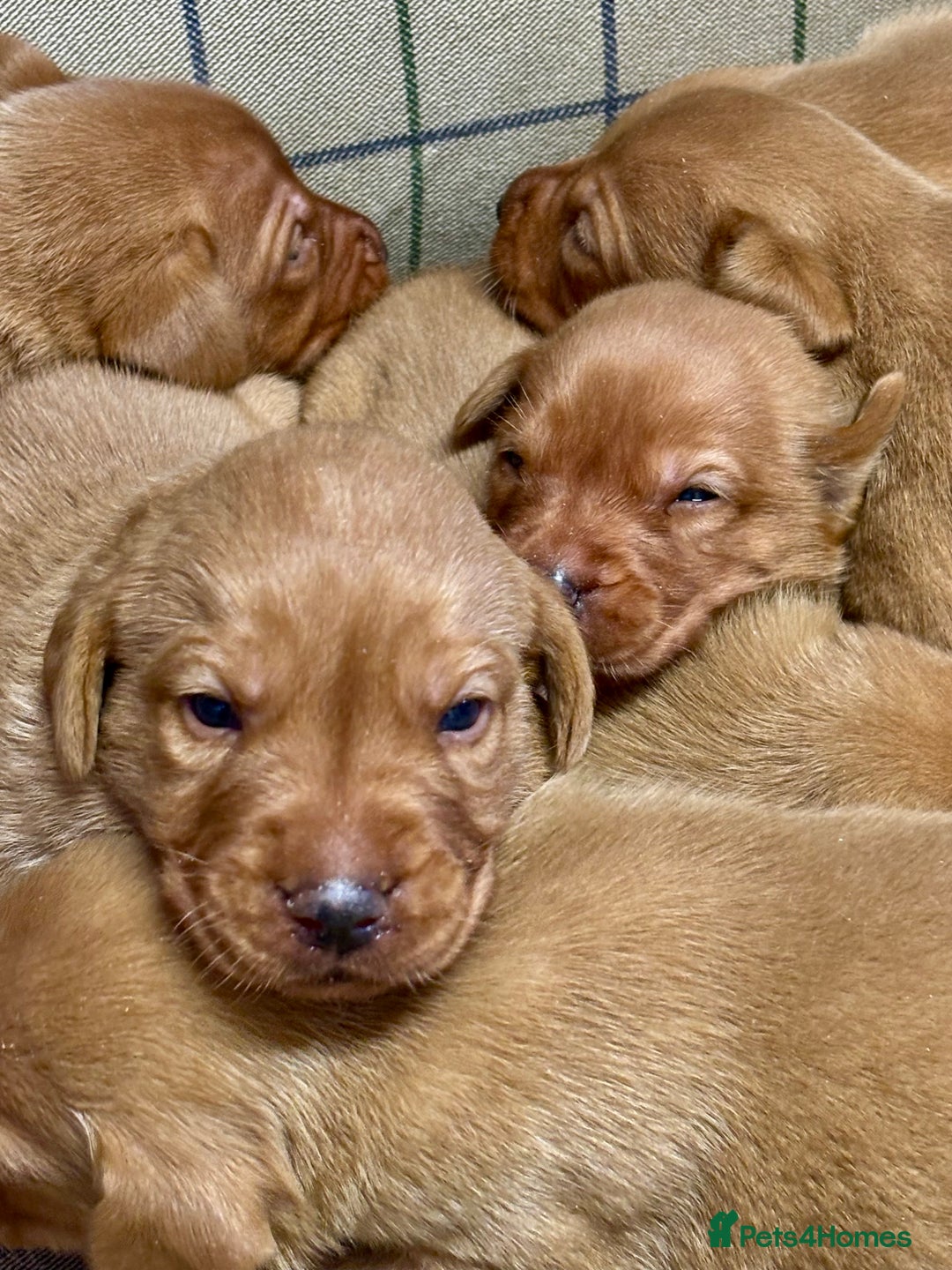 Labrador Retriever dogs for sale: Gorgeous KC Red Labrador Pups - Image 2