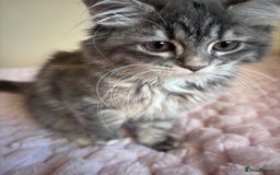 Maine Coon cats for sale: Maine Coon Kitten  - Image 8