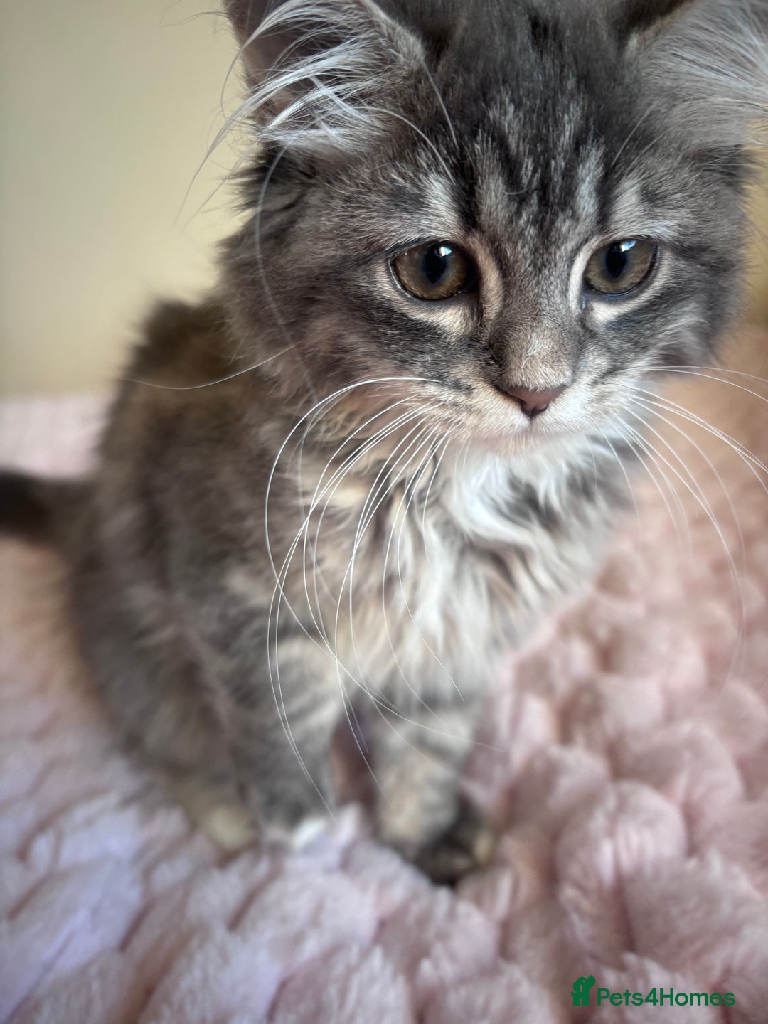 Maine Coon cats for sale: Maine Coon Kitten  - Image 8