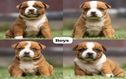 Staffordshire Bull Terrier dogs for stud: 🥨 Top Quality Red SBT Stud 🥨 - Image 8