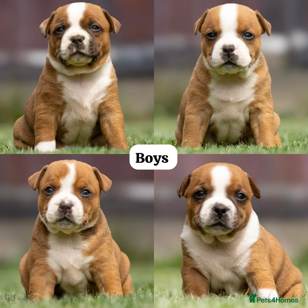 Staffordshire Bull Terrier dogs for stud: 🥨 Crufts Qualified Red SBT Stud 🥨 - Advert 12
