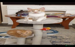 Ragcoon cats for sale: Two Boys - Advert 2