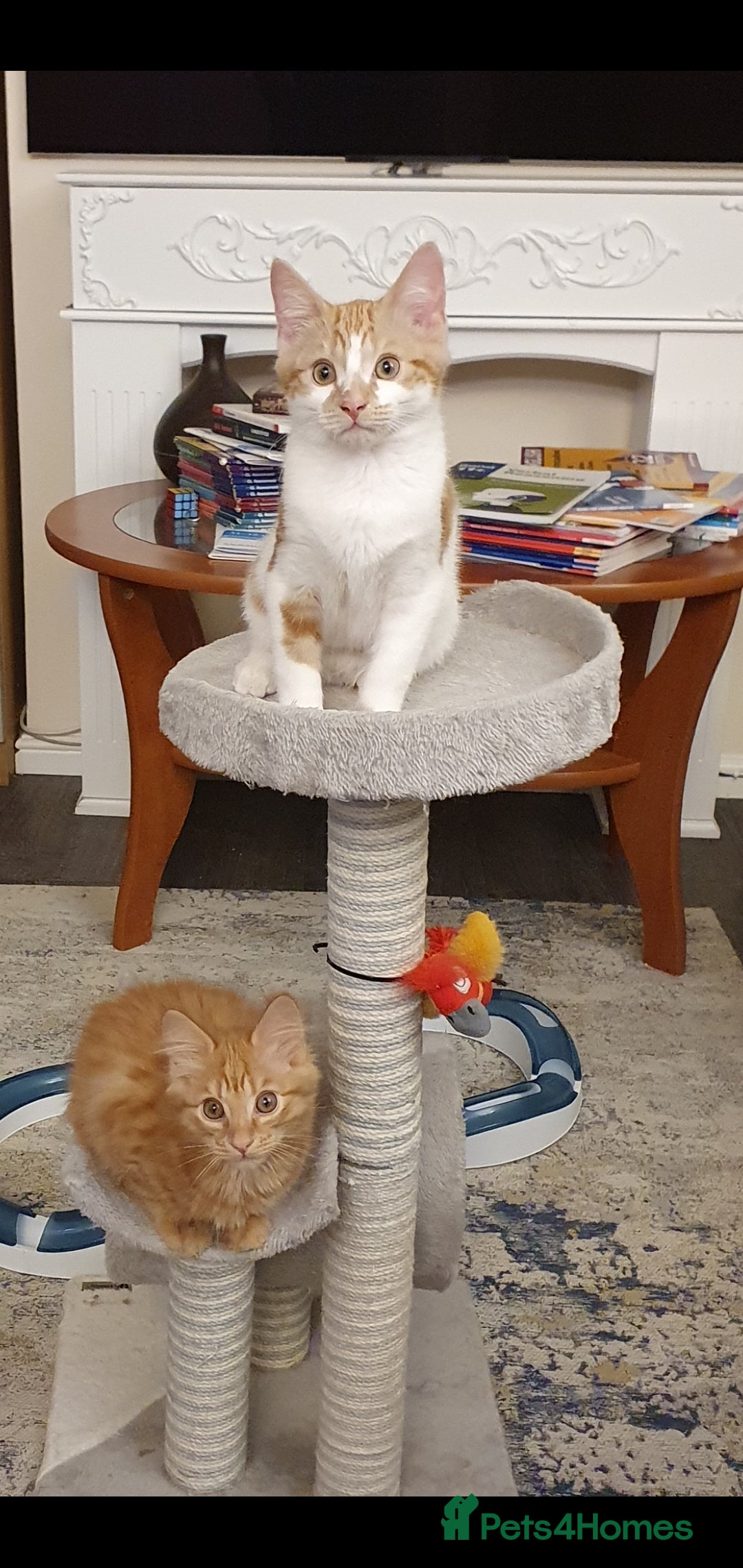 Ragcoon cats for sale: Two Boys - Advert 2