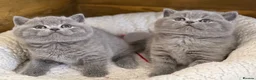 British Shorthair cats for sale: British Shorthair, championbloodline TICAPEDIGREE  - Advert 4