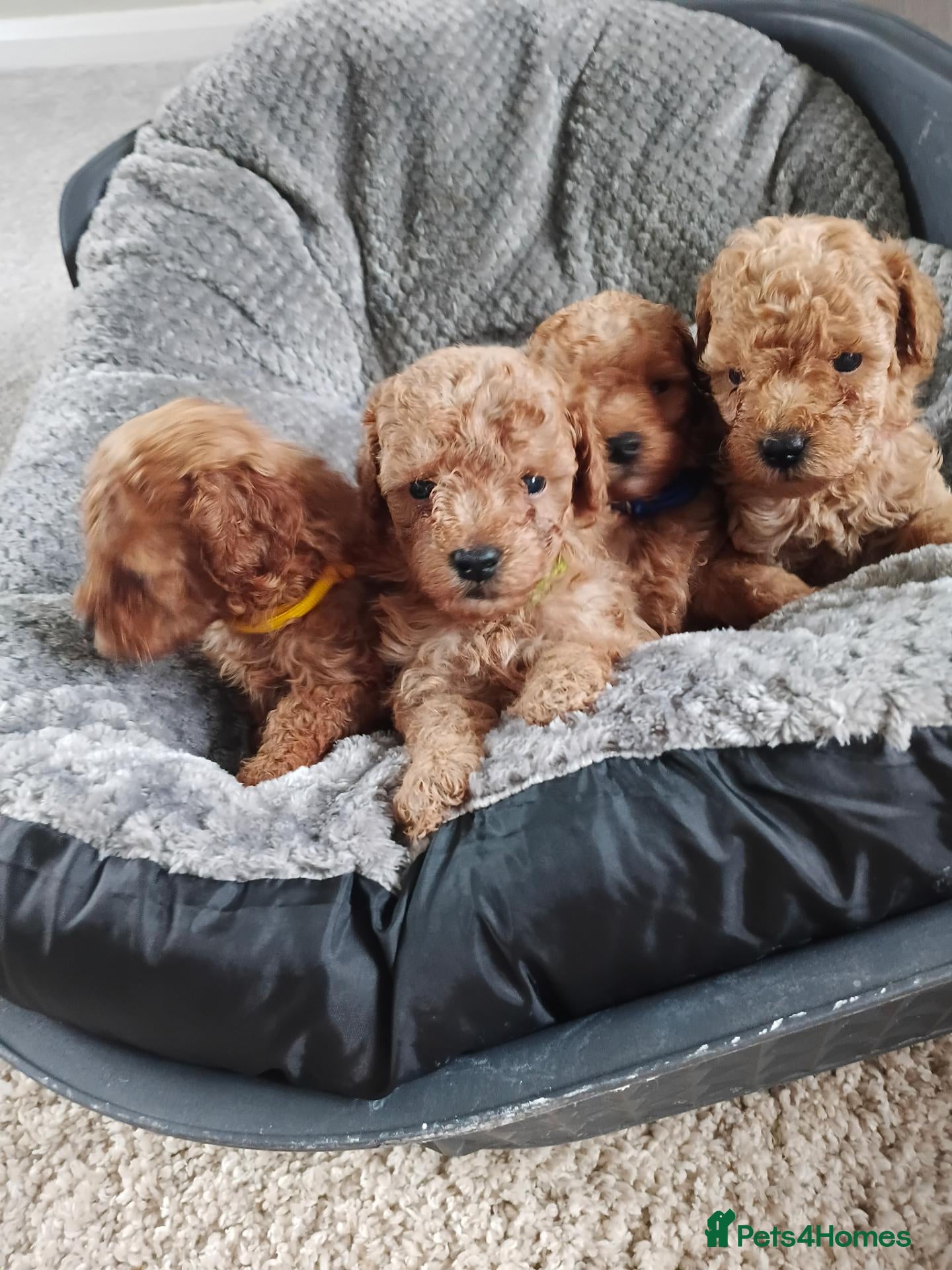 Toy Poodle dogs Tiny red toy poodles  - Advert 5