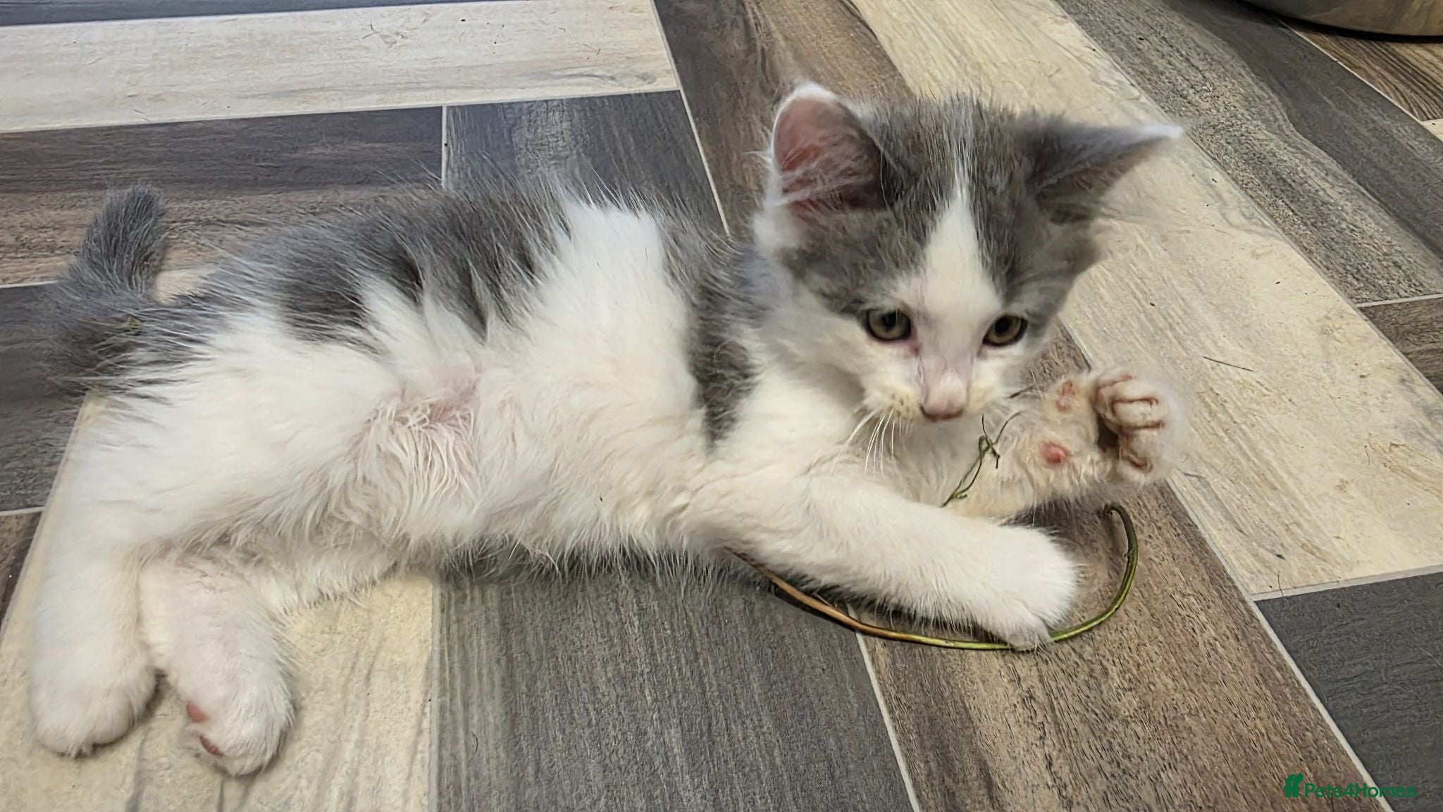 Mixed Breed cats Diluted Kittens READY - Advert 3