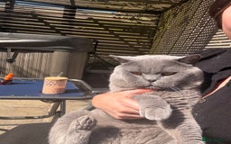 British Shorthair cats for sale: Male british shorthair - Image 2