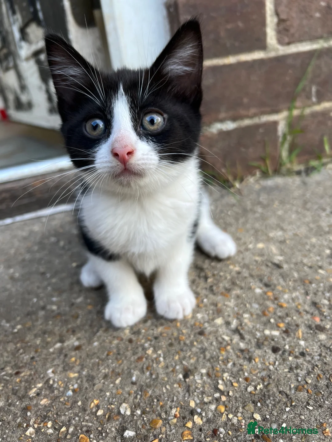 Mixed Breed cats for sale: Mixed mainecoon  in Ringwood - Advert 4