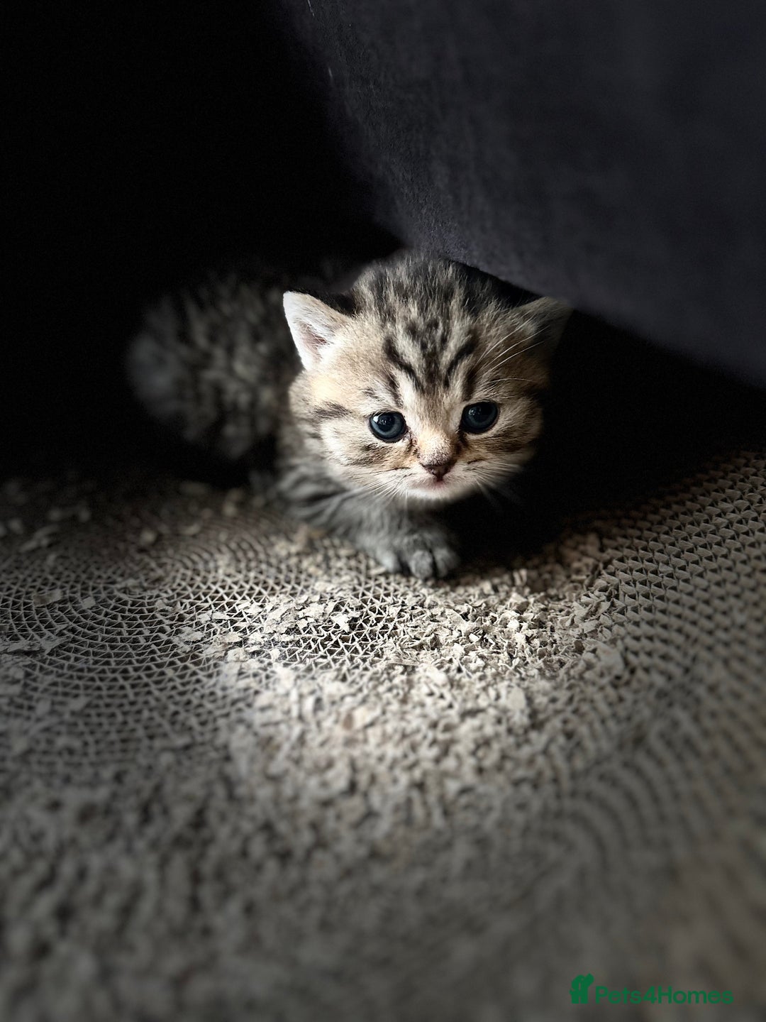 British Shorthair cats for sale: Tabby BritishShorthair male ready for reservation  - Advert 2