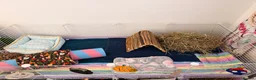 Guinea Pig rodents for sale: Bonded female guinea pigs for sale with cage - Advert 9