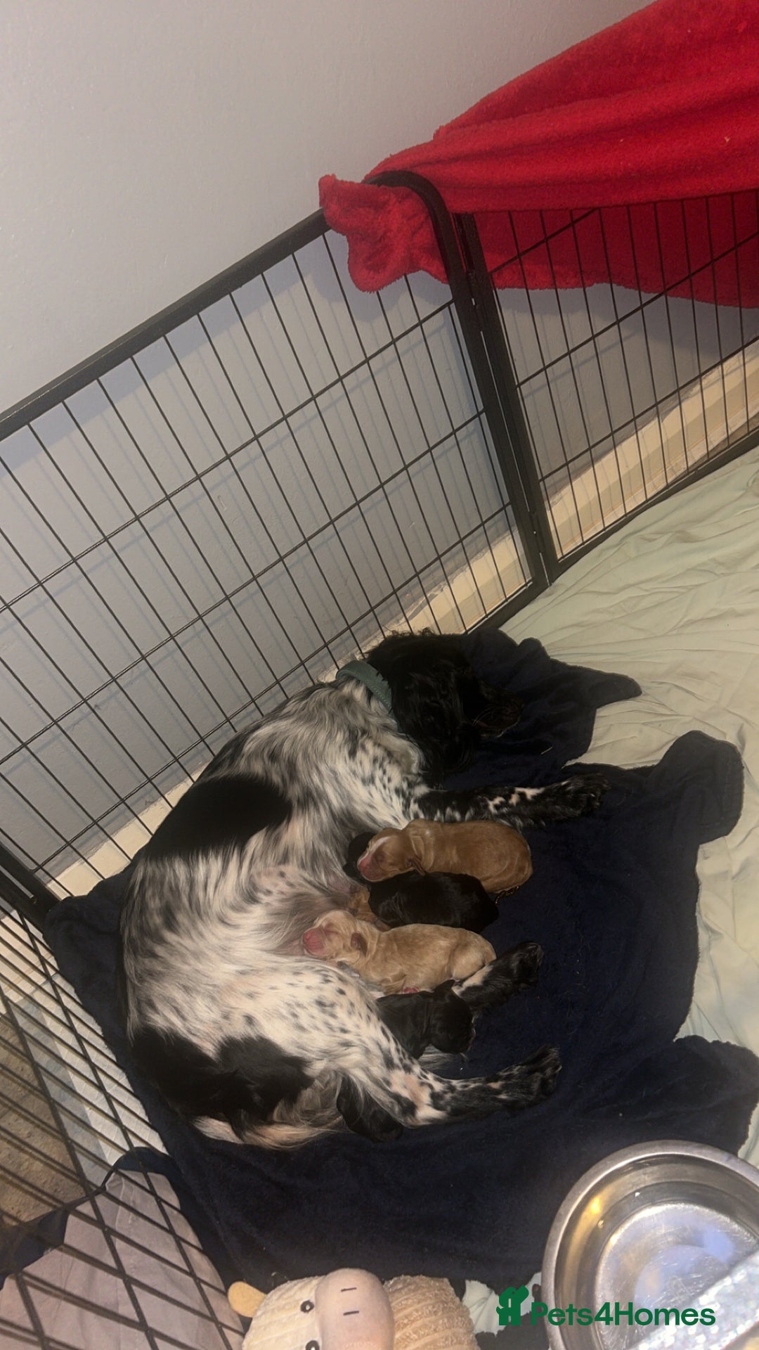 Cocker Spaniel dogs for sale: Cocker spaniel pups for sale  - Advert 3