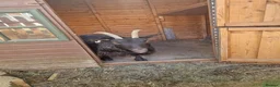 Goats livestock for sale: Pygmy goats  - Advert 10